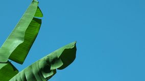 wind blowing banana leaves, can be used cinematic video clips