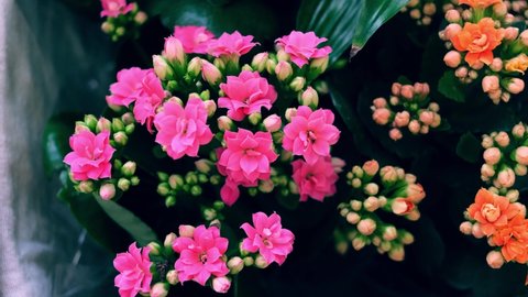 The Kalanchoe houseplant with small white, pink and orange flowers is sold at a flower shop. Plant assortment concept.