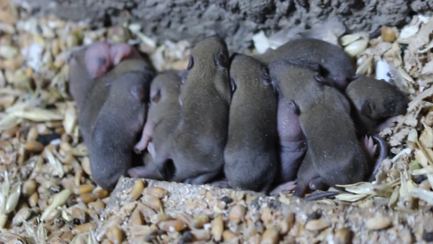 A litter of small mouse pups, of various young ages, huddle together in their mother’s nest.