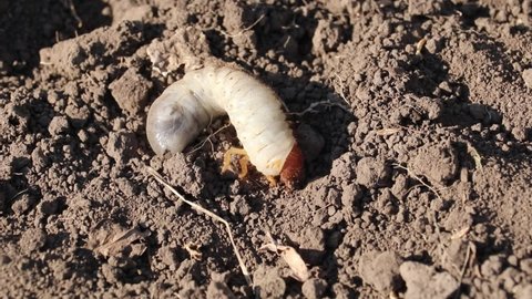 Larva of the May beetle burrows into the ground. Common Cockchafer or May Bug. Melolontha.
