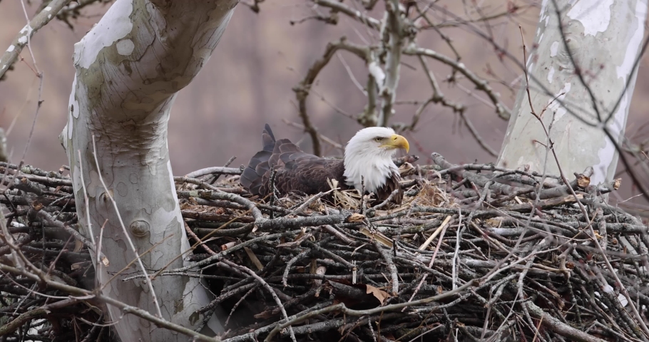 Bald Eagle Sitting on Eggs in Nest | Shutterstock HD Video #1069662271