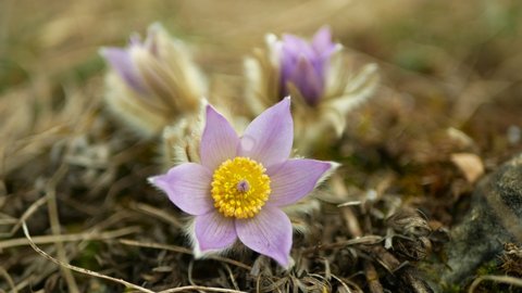 Wild Pulsatilla grandis greater pasque flower blooming bloom detail violet, close-up blooming purple blossom snow snowing white winter cold frost snowing spring flowering meadow