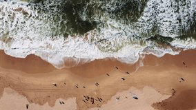 Aerial beach waves drone view at Dee Why, Sydney, NSW, Australia. Surfers, people, and birds. Relaxing movie.