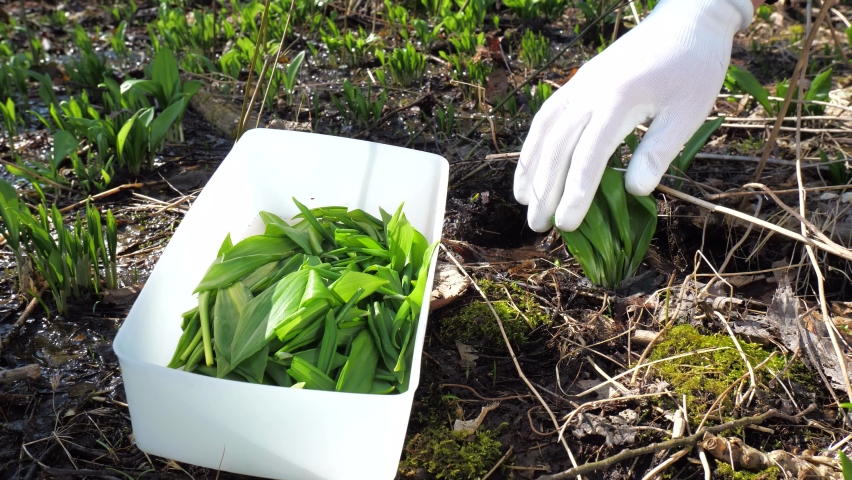 Caring hands harvesting organic bears garlic and storing them in a box.