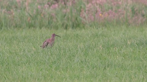 Eurasian curlew or common curlew wader bird sitting in a meadow with high grass during a sunny springtime day.