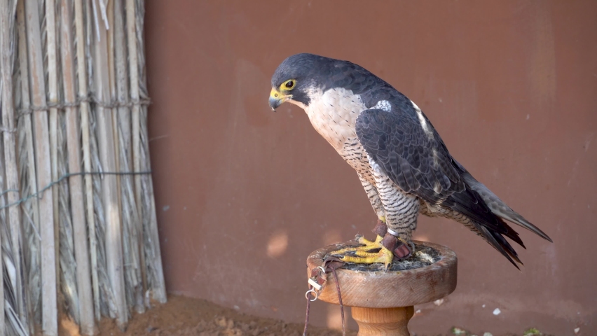 Peregrine Falcon (Falco peregrinus) very close up looking around on a pole. Falconry or keeping falcons and racing them in the middle east.	