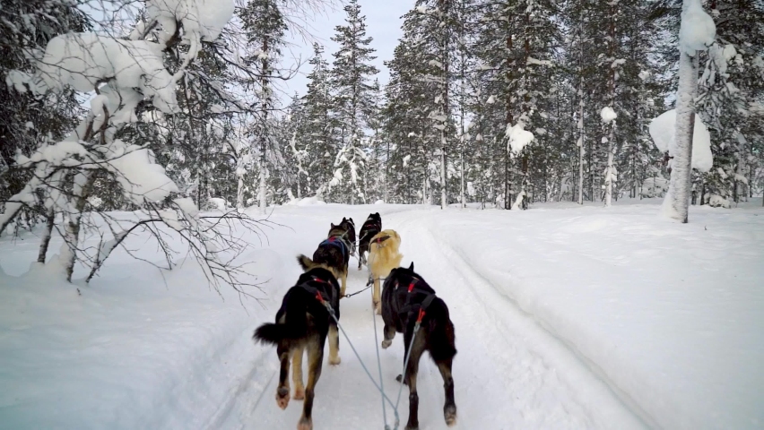 husky sled through winter snowy forest in Finland Royalty-Free Stock Footage #1069676848