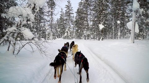 husky sled through winter snowy forest in Finland