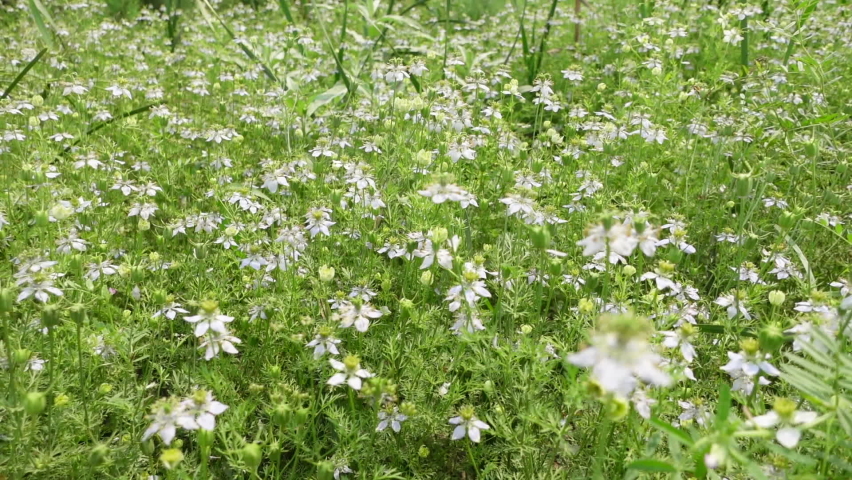 White Nigella sativa flowers are blooming and swaying in the field. White and green flower background. Slow-motion video. Royalty-Free Stock Footage #1069677784
