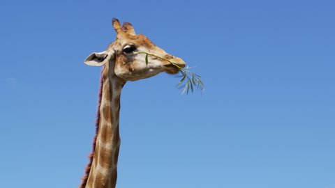 The giraffe chews the grass. Curious giraffe on the background sky.