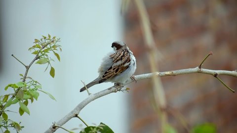 footage of indian little sparrow sitting on a branch of a tree.