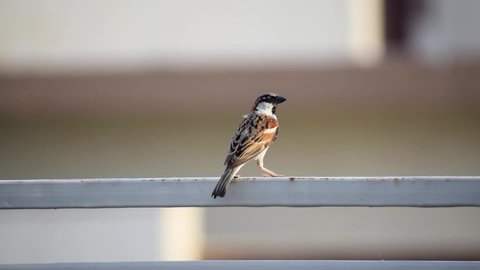 footage of indian little sparrow sitting on a iron grill.
