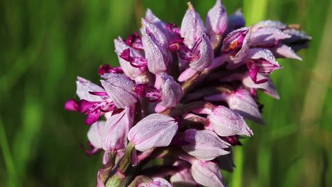 Orchis militaris, the military orchid on the meadow