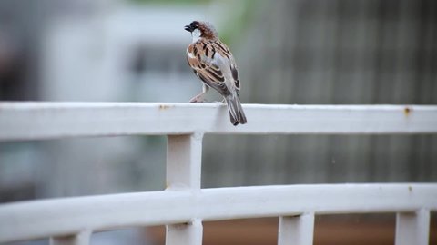 footage of indian little sparrow sitting on a iron grill.