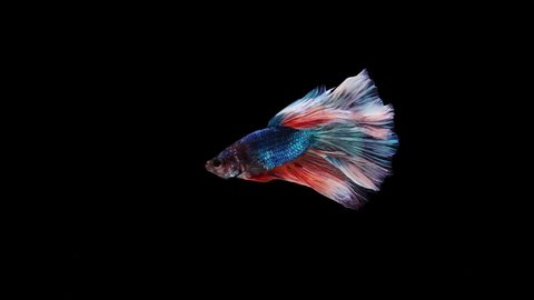 slow motion of Siamese fighting fish (Betta splendens), well known name is Plakat Thai, Betta is a species in the gourami family, which is a popular fish in the aquarium trade