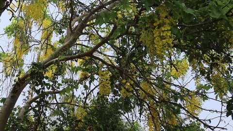 Cassia fistula flowers yellow branches hanging on tree closeup blown by the little wind.