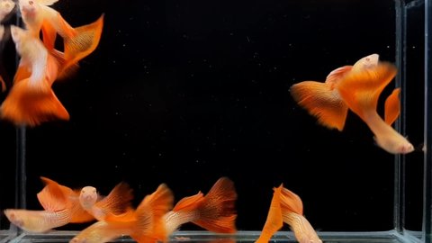 Albino red lace guppies in the black tank.