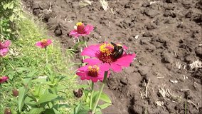 the black bee is sucking in the flower's starch
