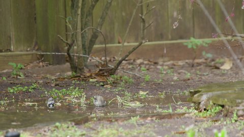 Tiny Yellow-rumped Warblers frolicking in the water and puddles created by a backyard sprinkler on a early spring morning.