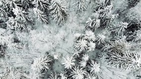Flying over the winter snowy forest. Aerial video on a frosty winter sunny day.