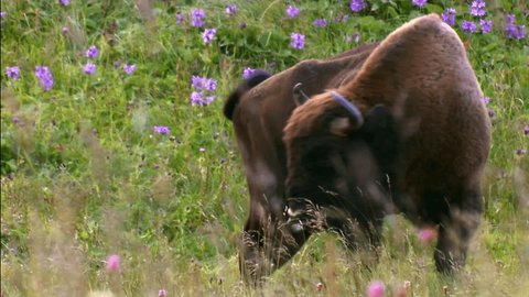 The zubr, or European bison is a species of animal in the genus bison. The last representative of wild bulls in Europe. Their habitat is deciduous, coniferous and mixed temperate forests.