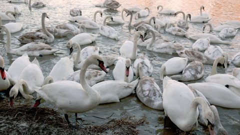 a large group of swans swims around the river