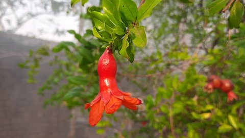 Pomegranate flowers and green leaves in nature. The pomegranate (Punica granatum) is a fruit-bearing deciduous shrub in the family Lythraceae. Bright pomegranate orange flowers in tree.