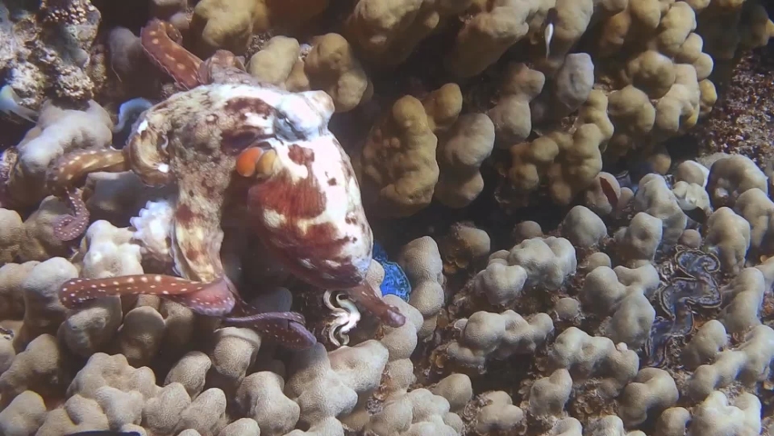 wonderful big red octopus is running over corals in the sea from egypt