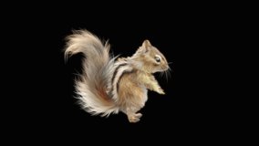 Chipmunk Dance CG fur 3d rendering animal realistic CGI VFX Animation Loop  composition 3d mapping cartoon, Included in the end of the clip with luma matte.
