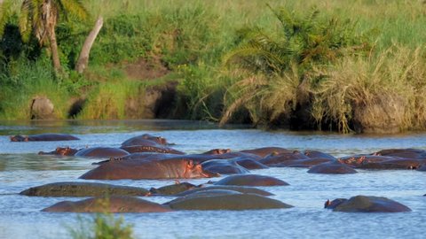 The African Hippopotamus is in the hippopotamus pond yawning. Rare wildlife footage captured during a scientific expedition in Tanzania, professional cinema equipment, Leica optics, downscale 6K.