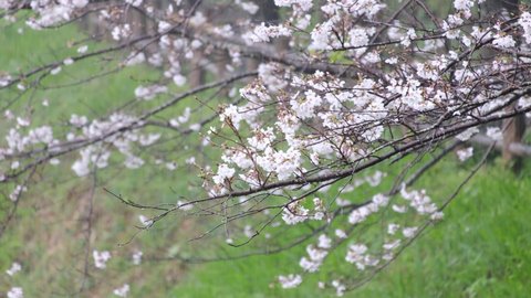 Flowering of cherry blossoms on a rainy day
