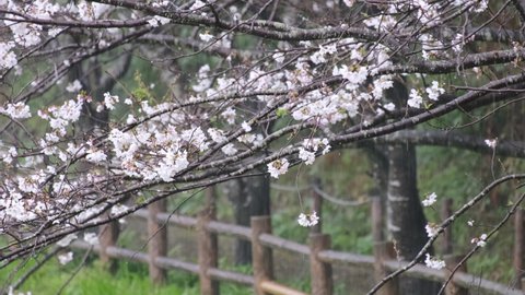 Somei Yoshino cherry blossoms on a heavy rainy day