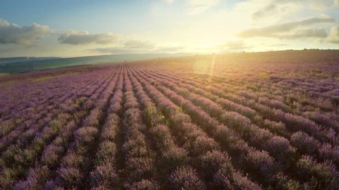 Aerial nature video. Flight over lavender meadow. Agriculture industry scene. Nature scene composition.