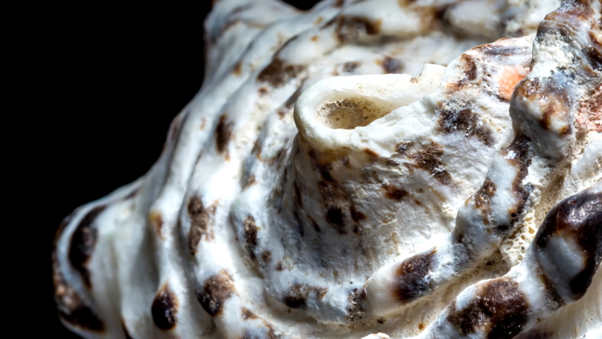 4K extreme close-up macro slow motion video of a spiral seashell illuminated inside. Mollusk seashell texture. Black background, studio shooting.