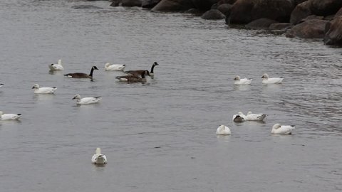 Snow geese feed during a staging area on the St.Lawrence River.