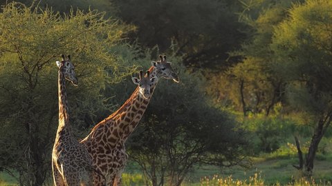 Three Rothschild's giraffe Giraffa camelopardalis rothschildi in the landscape of Murchison falls National park