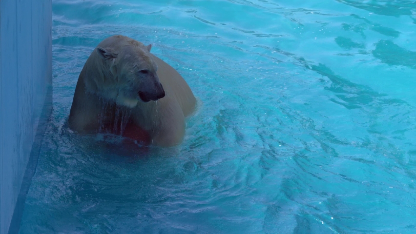 Polar bear playing in a pool.