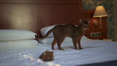 Cute Abyssinian cat playing with a mouse and a piece of paper.
