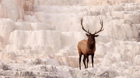 Wild elks in Yellowstone National Park, neat the Mammoth Hot Springs