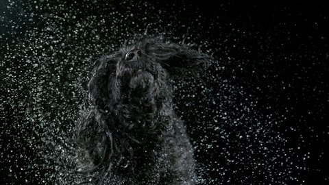 Slow Motion shoot of black standard poodle knocking water