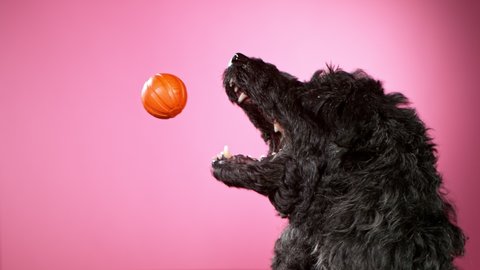 Slow Motion shoot of black standard poodle catching small ball