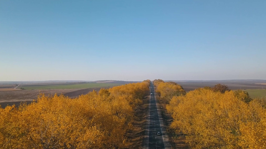 traffic on the asphalt road between the autumn trees. drone flies over the tops of trees