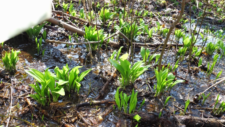 Woman harvesting fresh leaves of Allium ursinum, the bear garlic in the forest. Nice smelly herbalism, herb for cooking.