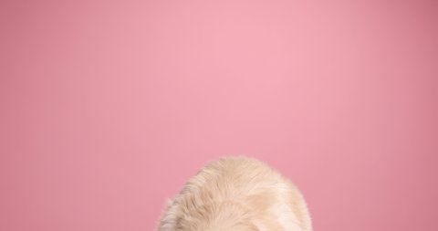 lovely small golden retriever dog reacting to noise, suspiciously looking around while sitting on pink background in studio