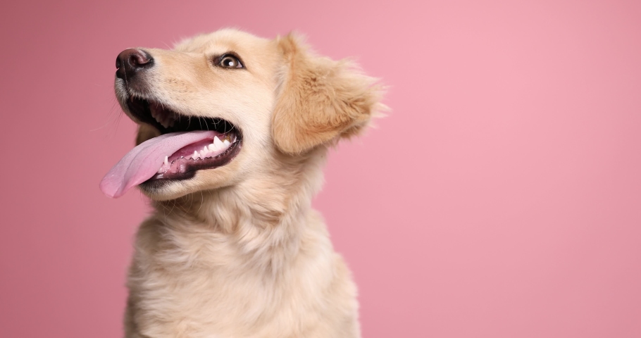 beautiful Labrador retriever pup looking to side and sticking out tongue, panting and curiously looking up on pink background in studio Royalty-Free Stock Footage #1069741309