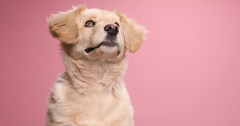 beautiful Labrador retriever pup looking to side and sticking out tongue, panting and curiously looking up on pink background in studio