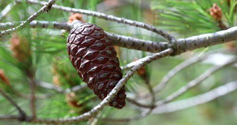 Fully Closed Pine Cone On A Tree Branch. Closeup Macro View - DCi 4K Resolution