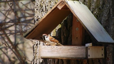 a flock of house sparrows flew to a wooden feeder, sealed on a thick tree trunk, dine, fights among themselves and flies away. sunny day