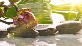 Orchid blooms near stones with reflection in water, time lapse, macro photography, spa concept, zen