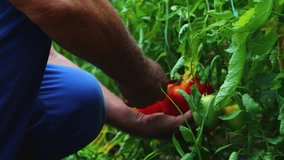 Farmer picking up fresh organic tomatoes.Horticulture. Homegrown vegetables. 4k video